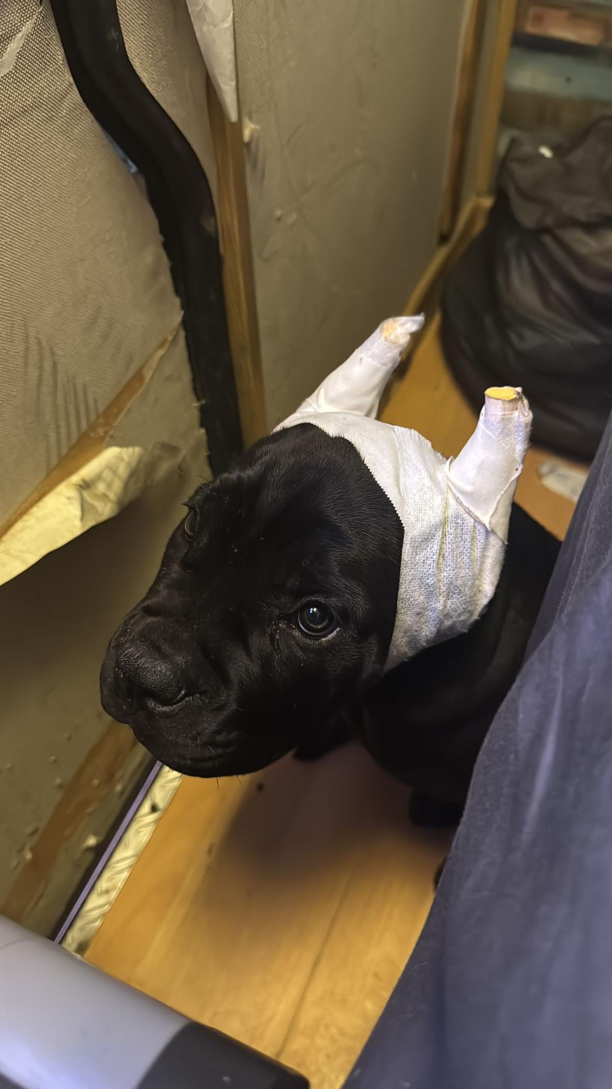 Otro de los animales afectados.
