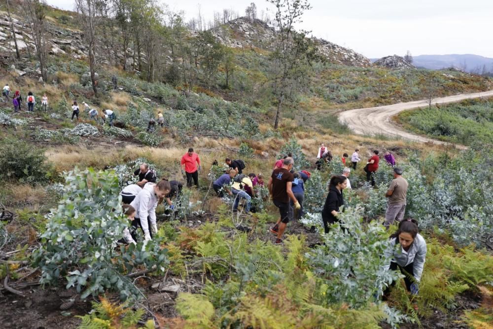 La comunidad de montes de Camos cita a los vecinos cerca del colegio Estudio para arrancar los brotes de esta especie pirófila.