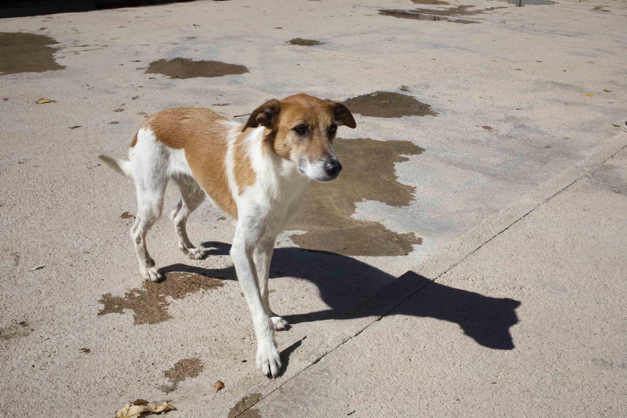 La protectora de Xàtiva alerta sobre el aumento de abandonos en verano