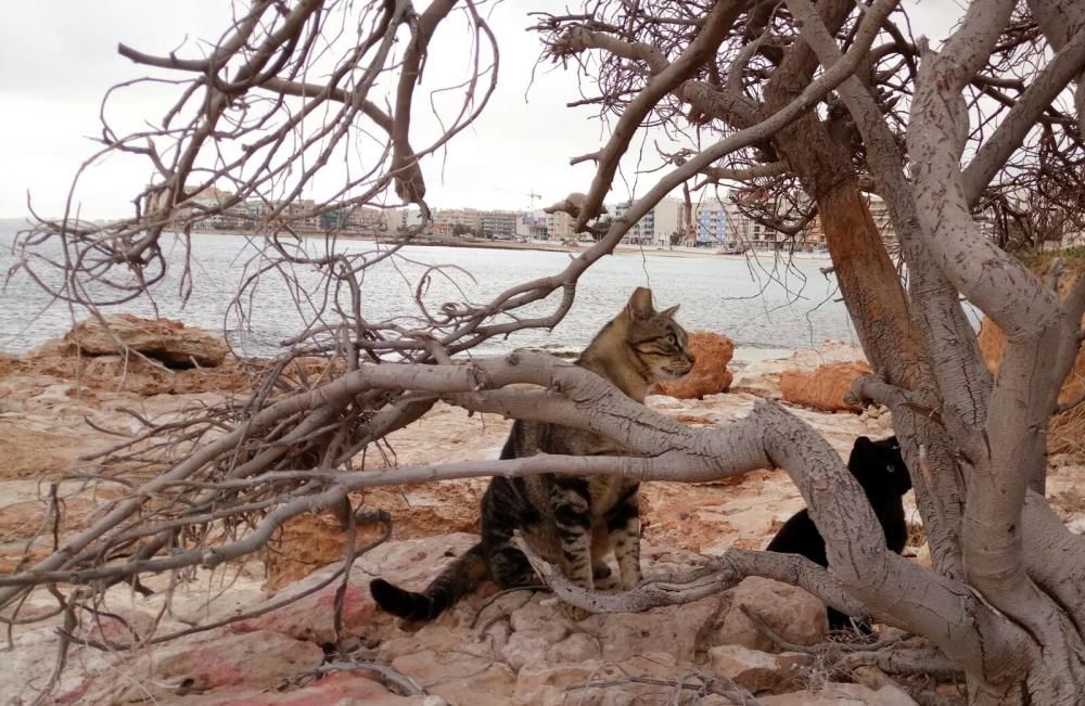 El estado de alarma autoriza la alimentación  de colonias felinas, como es el caso de Torrevieja donde más de 100 voluntarios siguen realizando estos cuidados.