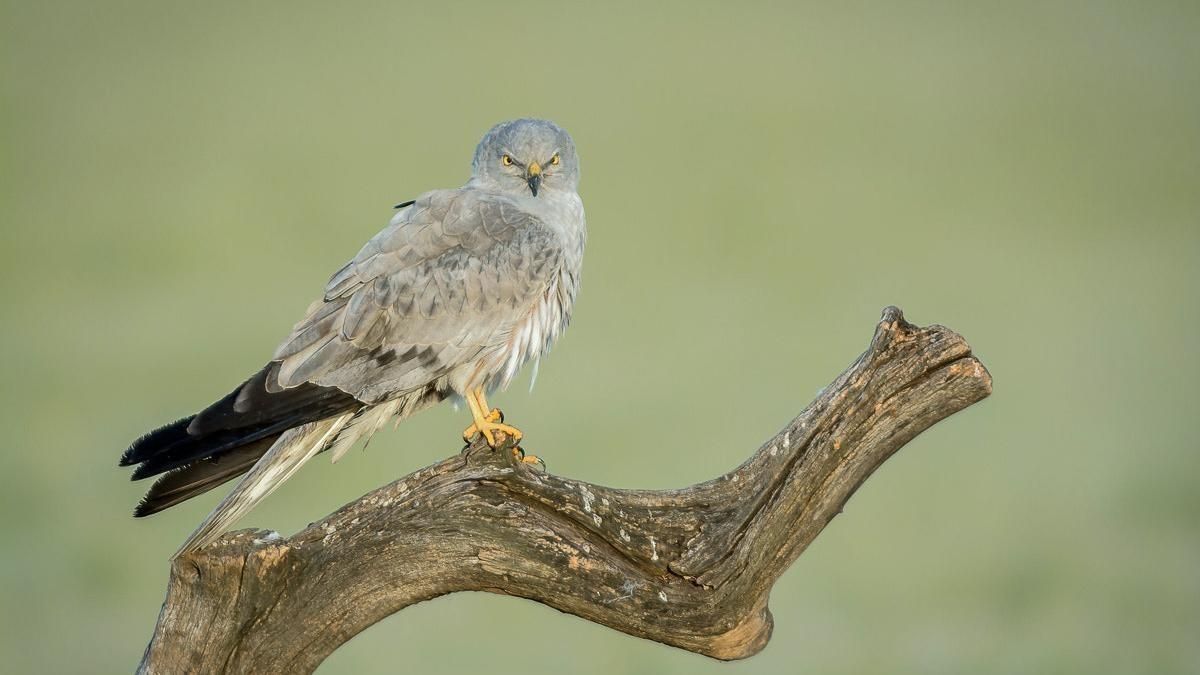 Ejemplar de aguilucho cenizo.