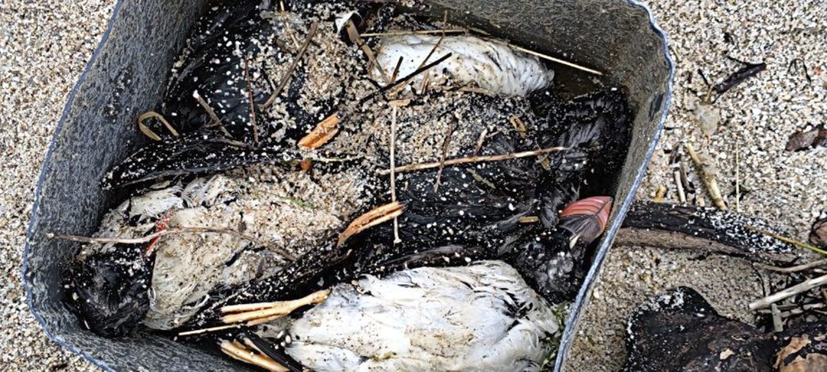 Los ejemplares localizados en la playa de Ancoradouro (Bueu). | X.X.P.