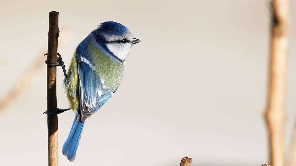 El cambio climático está robando el color a las aves