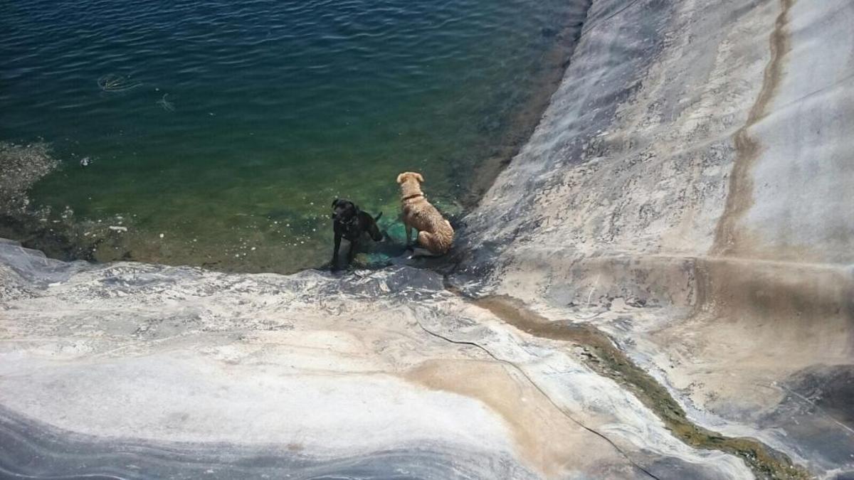 Los bomberos rescatan a dos perros que habían caído a una balsa en Orihuela