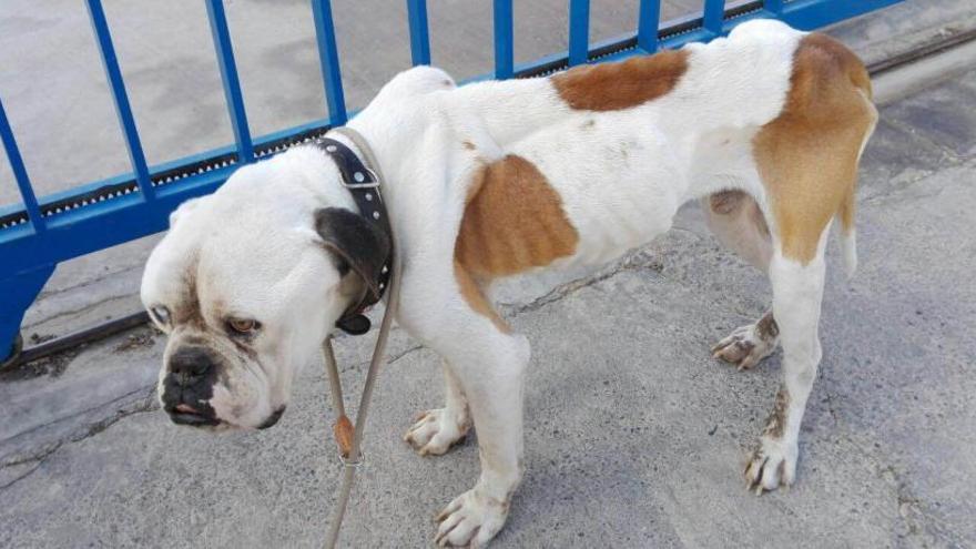 Estado en el que abandonó el perro en la protectora.