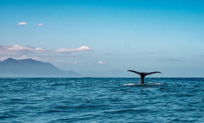 Quepos, avistamiento ballena