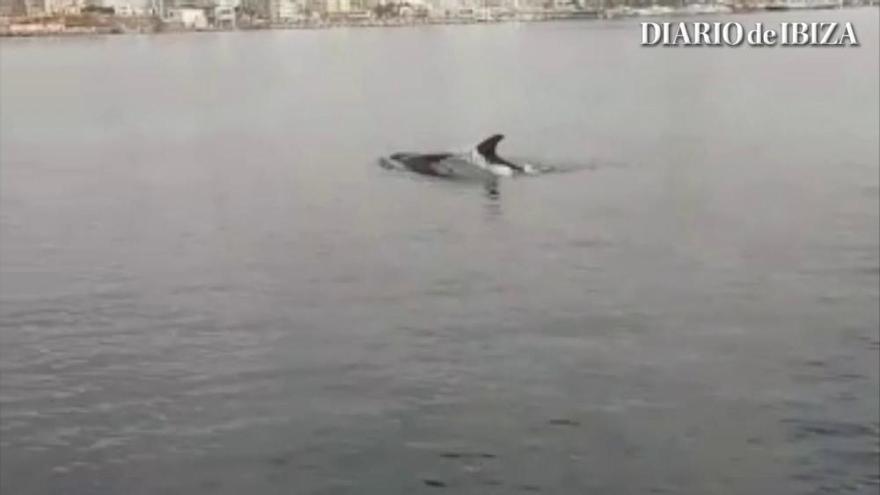 Delfines en invierno en Ibiza