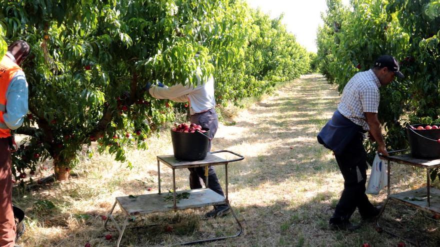 Imatge d&#039;arxiu de temporers en un camp de fruiters