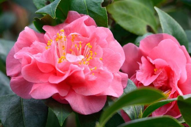 Camellia