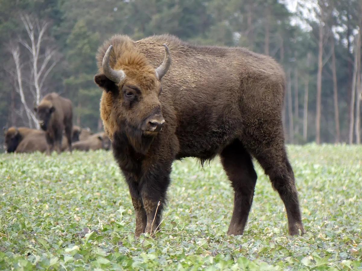Ejemplar de bisonte europeo