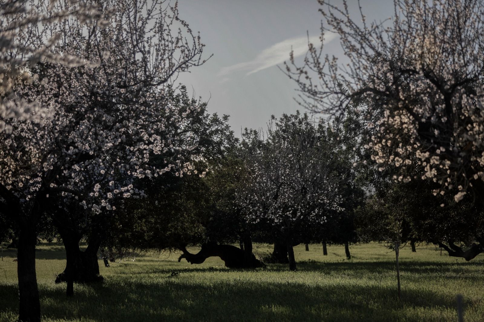 Las fotos del espectáculo de los almendros en flor en Mallorca