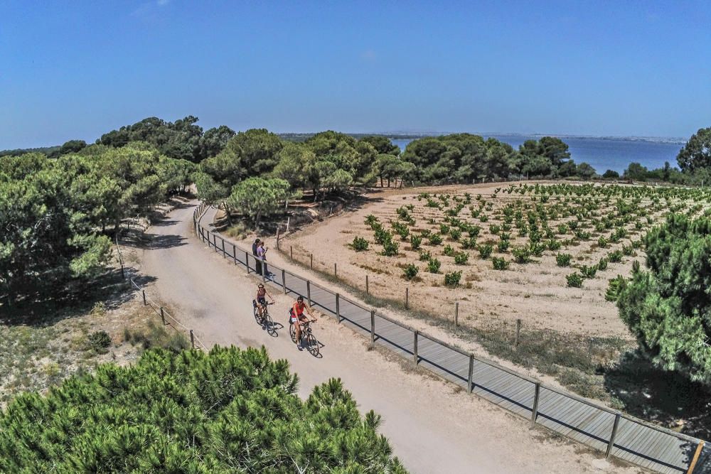 Un proyecto financiado con fondos europeos pretende restaurar el entorno de las lagunas de Torrevieja y La Mata con la retirada de 27.000 pinos y eucaliptos para "salvar" la pinada y replantar especie