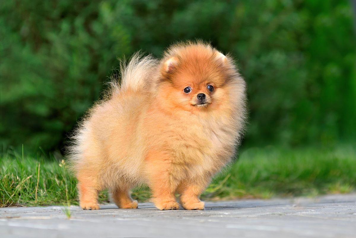 Un pomerania.