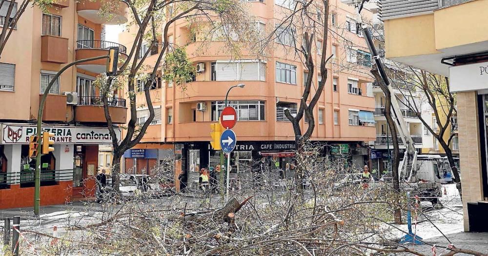 Arrancan los árboles de la calle Indústria