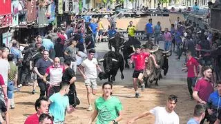 Descubre los toros del primer encierro de Vila-real para las próximas fiestas de Sant Pasqual
