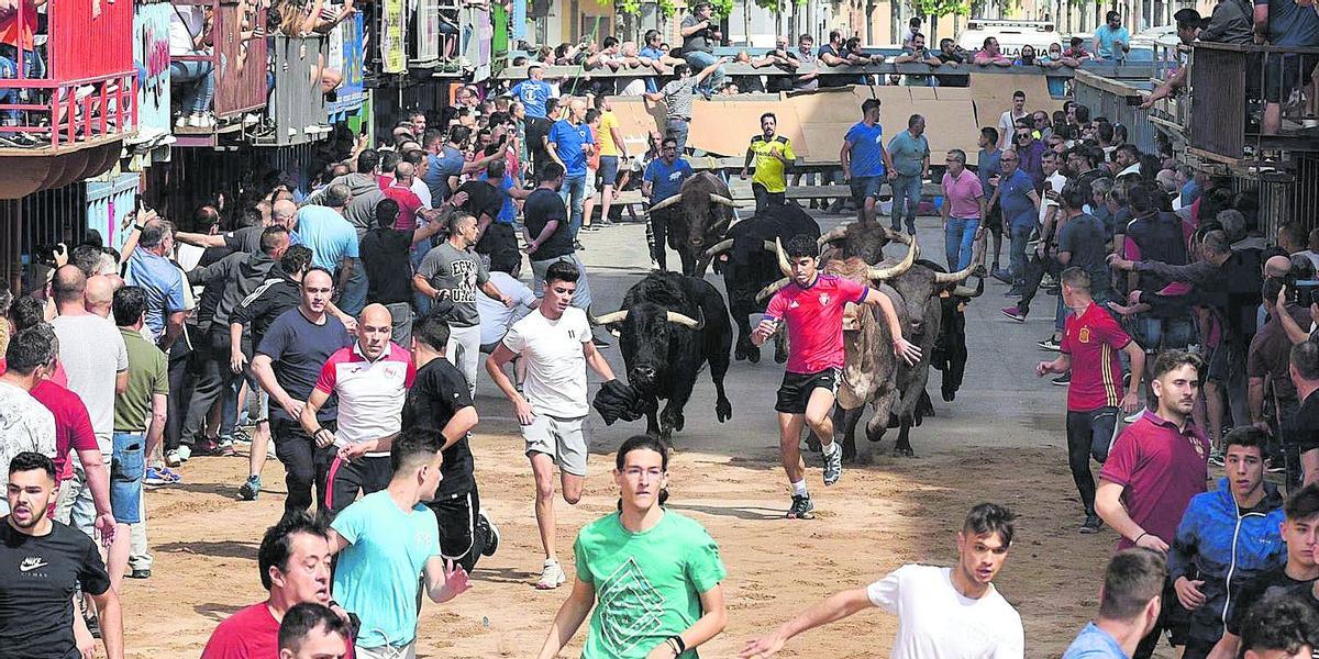 Los encierros de toros cerriles abren la programación taurina de las fiestas patronales de Sant Pasqual, en mayo.