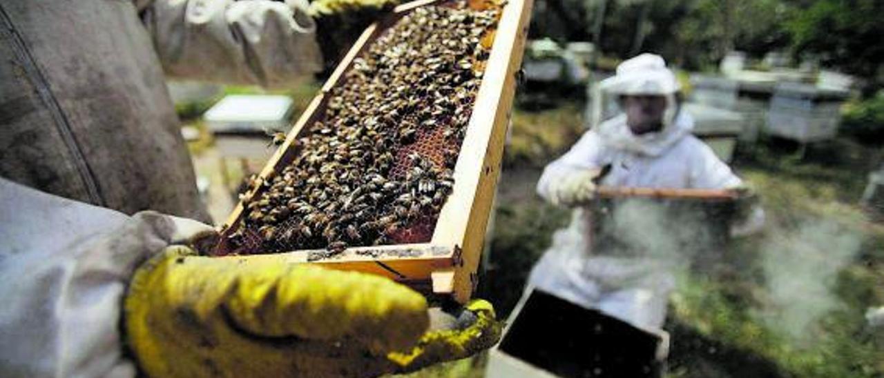 Apicultor recogiendo la miel de las abejas | Reuters