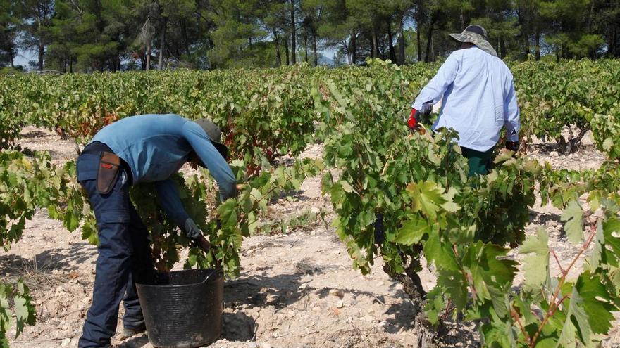 La vendimia en la DO Valencia avanza con una excelente calidad