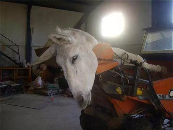 Imágenes del maltrato a una burra en Torreorgaz y a otros animales