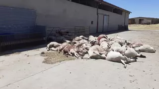 Una nueva lobada se ceba con una explotación en Almeida de Sayago: casi medio centenar de ovejas muertas