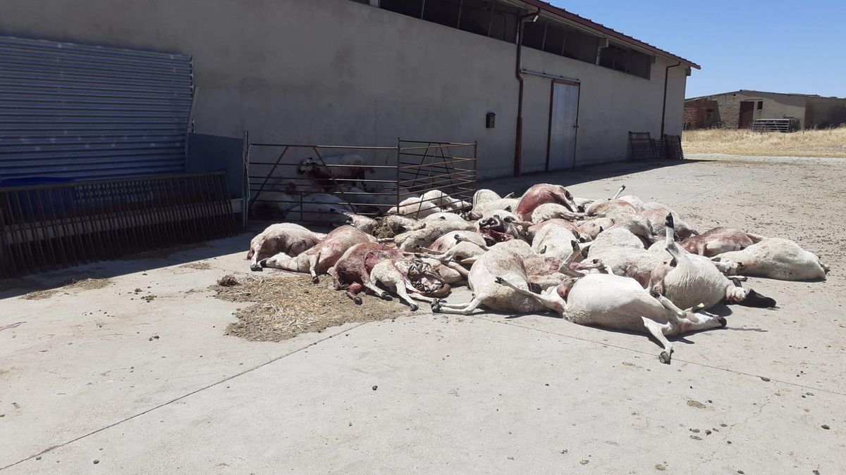 Una nueva lobada se ceba con una explotación en Almeida de Sayago casi medio centenar de ovejas muertas