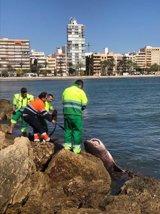 Aparece muerto un tiburón de 3,6 metros y 200 kilos en la playa de Santa Pola