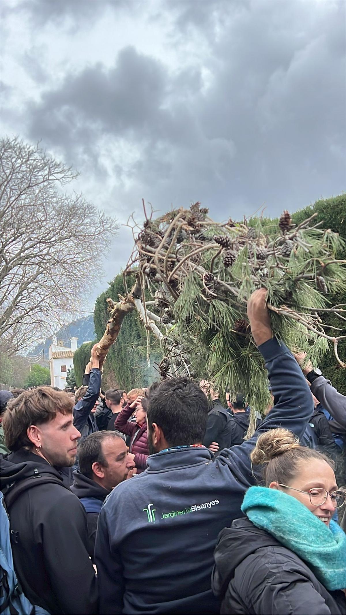 El Pi de Ternelles se dirige a la plaza vella de Pollença. El Pi de Ternelles se dirige a la plaza vella de Pollença.