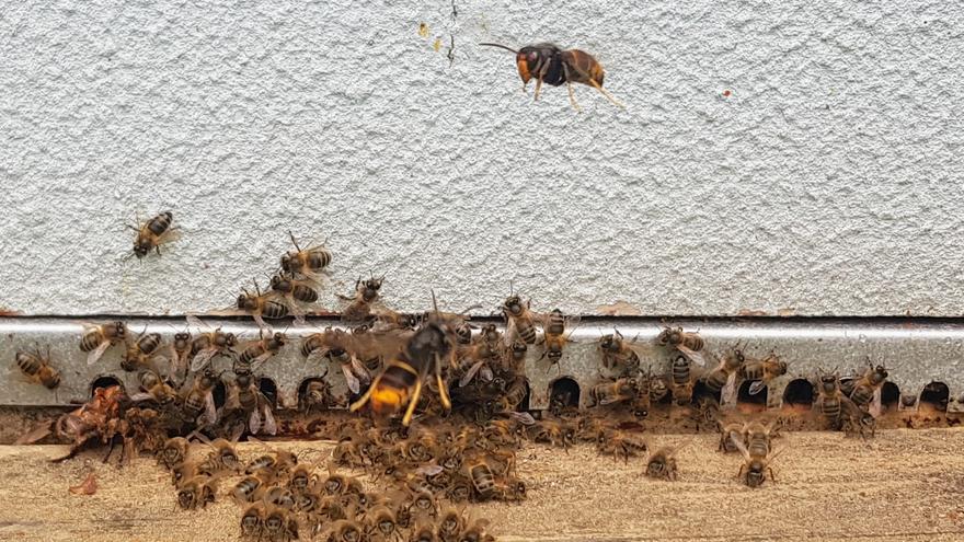 No solo las abejas: las velutinas amenazan a todas las especies polinizadoras