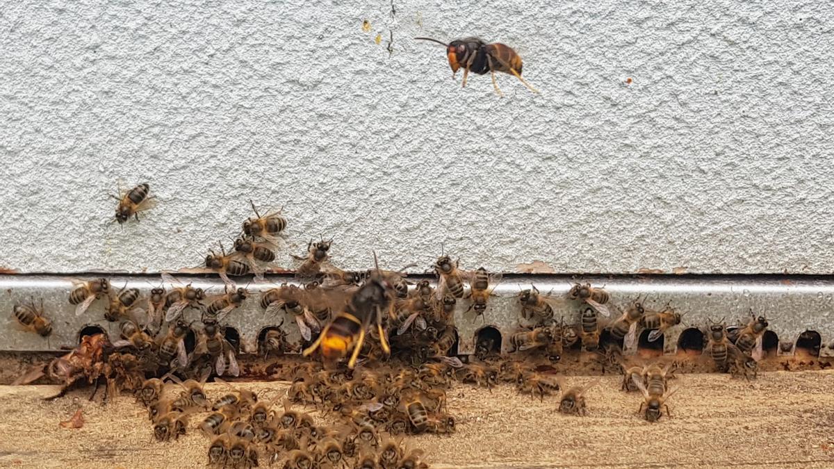 Dos ejemplares de vespa asiática o velutina atacan abejas de miel en una colmena