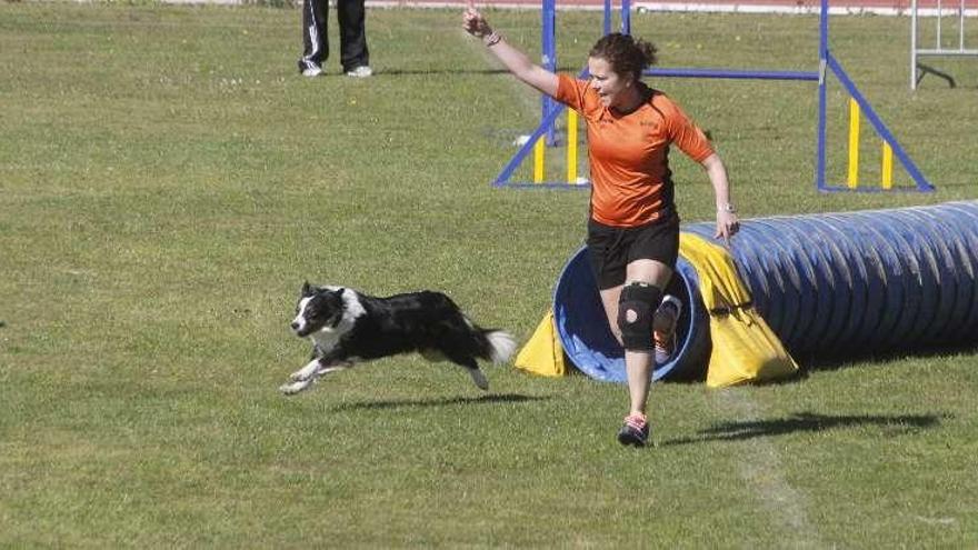 Una competición de agility en el campo de las pistas polideportivas de Verín. // Santos Álvarez