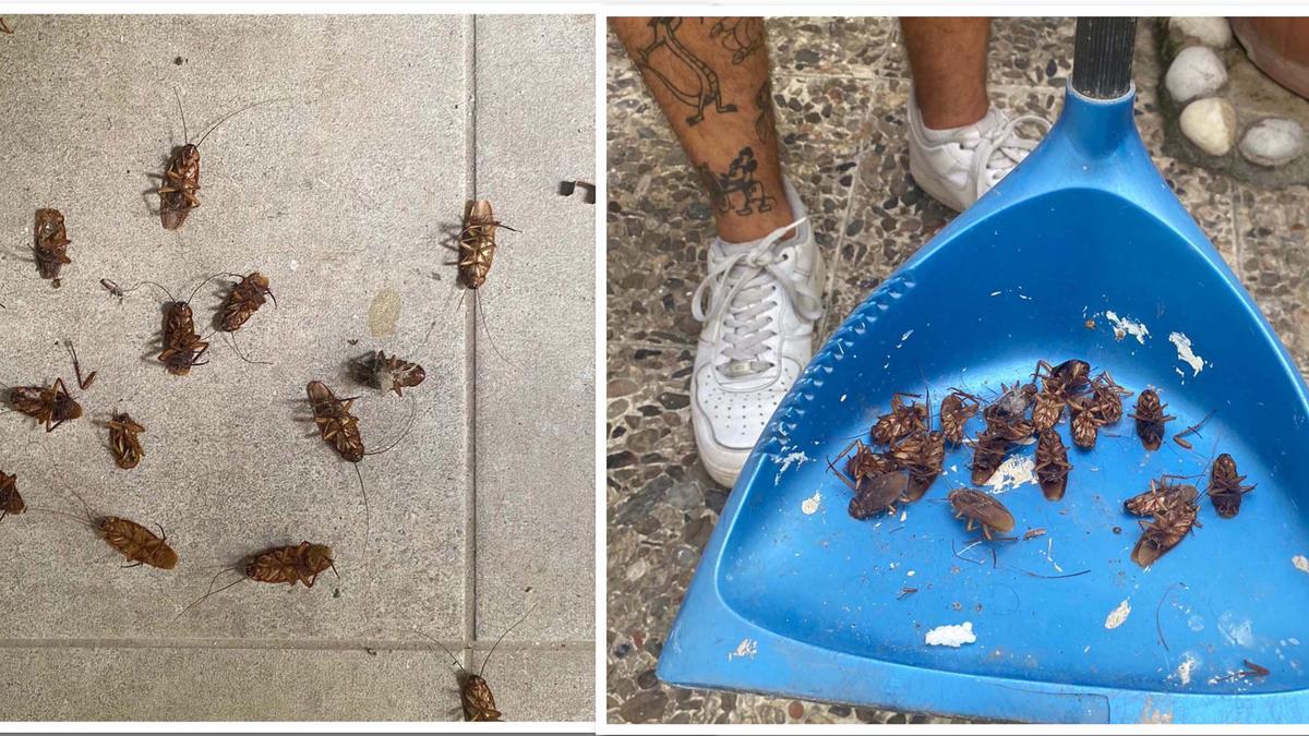 Estamos hartos de cucarachas&quot;: vecinos que llevan todo el verano en pie de guerra contra las plagas