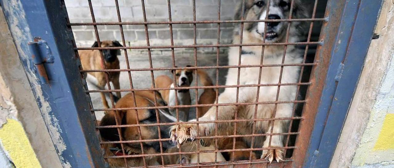 Perros en uno de los boxes del albergue de animales de Mieres.