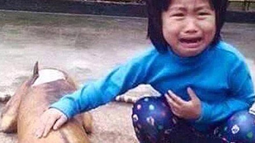 La niña llora junto a su perro muerto.