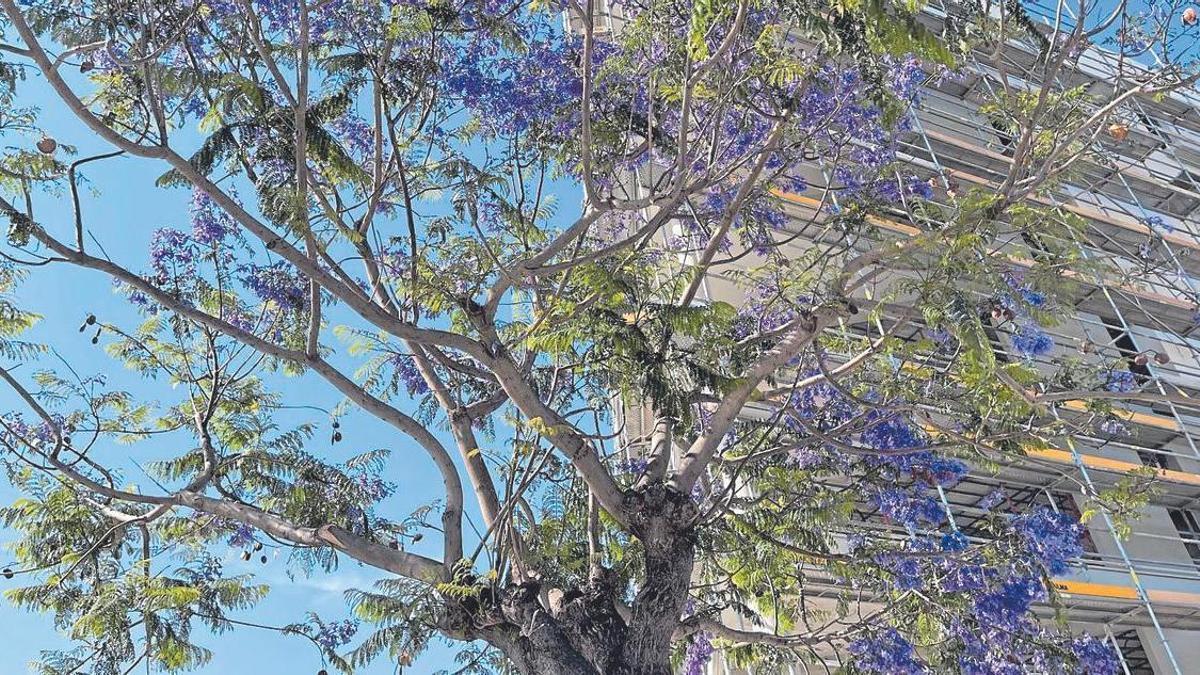 Jacarandas en Nou Llevant