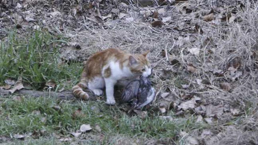 Uno de los felinos que campan a sus anchas por el entorno de la vía de ferrocarril en La Candelaria engulle una paloma