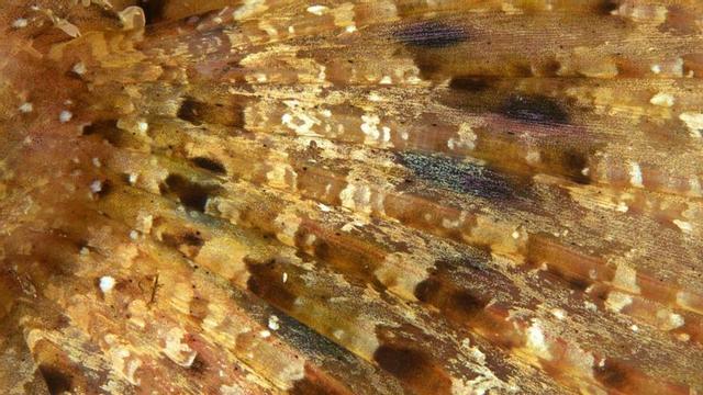 Detalle de la aleta de un cabracho fotografiado en Platges de Comte.