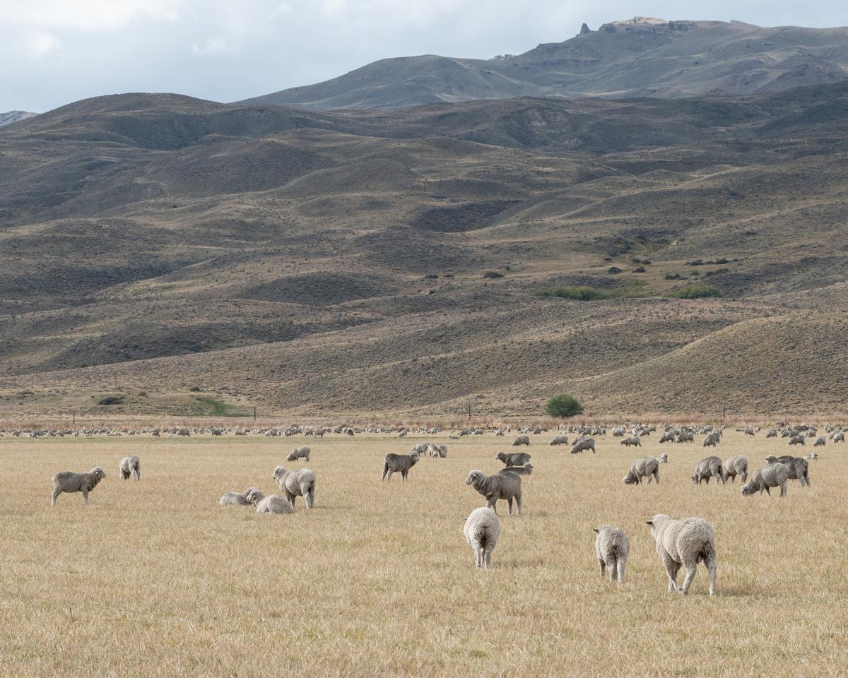 Ovejas pastando en la Patagonia argentina.