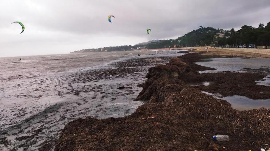 El dique de posidonia oceánica ha evitado que el mar se tragara la playa. | A. P. F.