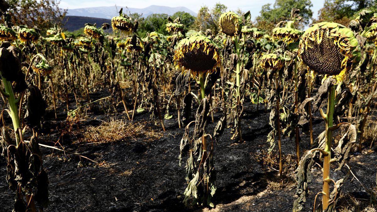 Campos de girasoles arrasados por el fuego y las altas temperaturas, en Vera del Moncayo.