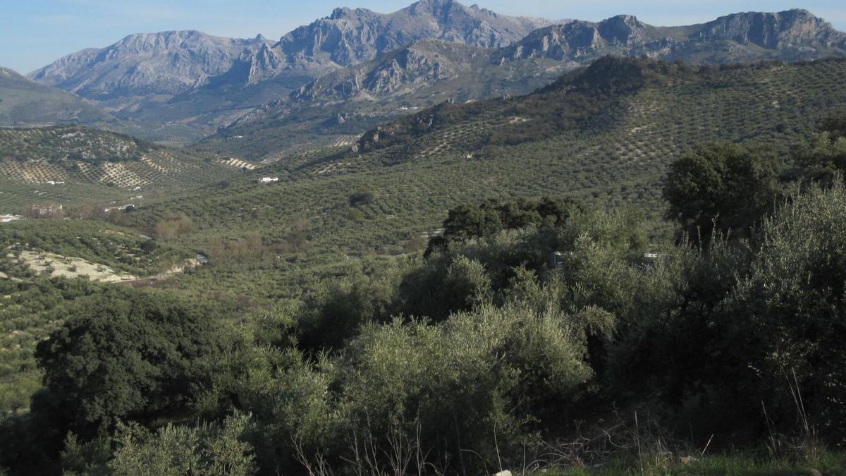 Los olivares tradicionales han perdido gran parte de la biodiversidad que mantenían históricamente. En la imagen, olivar de sierra.