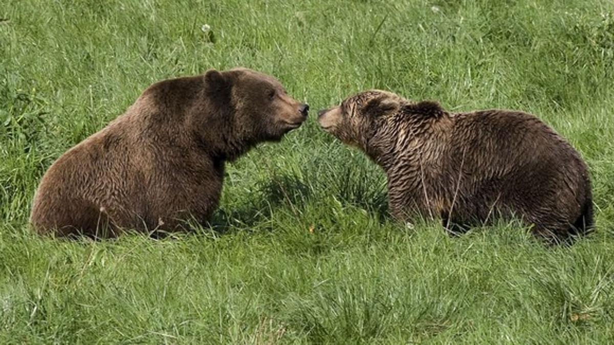 Tola y Furaco, dos osos de la Cornisa Cantábrica en su encuentro tras el invierno.
