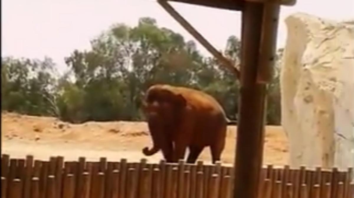 Un elefante del zoo de Rabat ha matado a una niña de una pedrada.