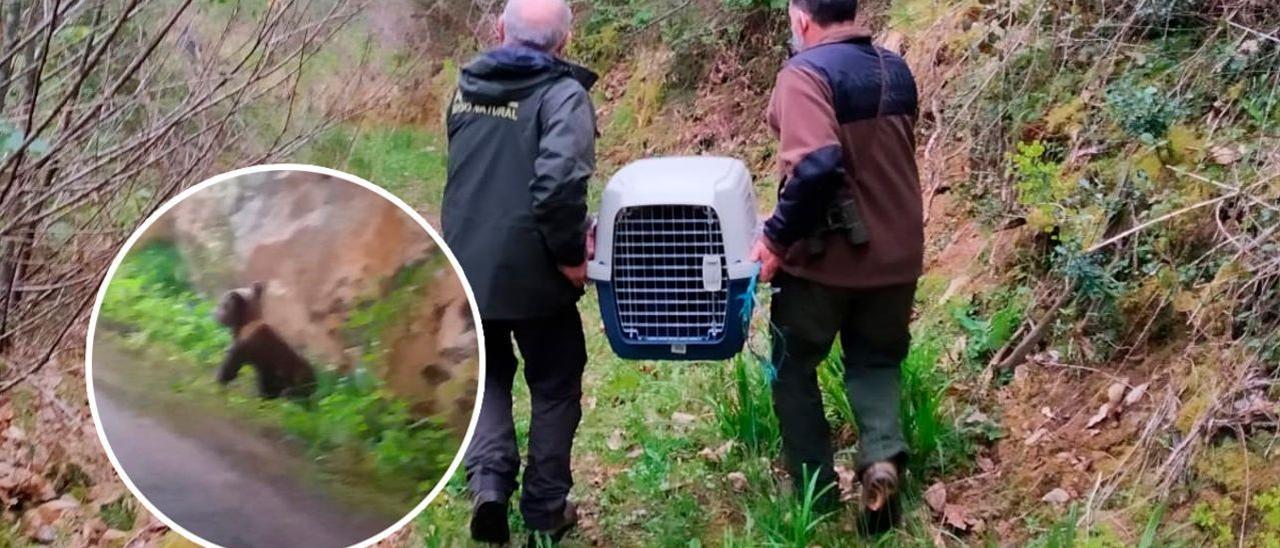 El osezno rescatado en una carretera asturiana.