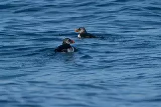 Galicia: costa de frailecillos, alcatraces y la amenazada pardela balear