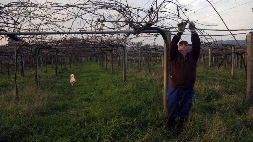 Algunos viticultores, como éste en una finca de Ribadumia, ya han iniciado los trabajos de poda. // Noé Parga