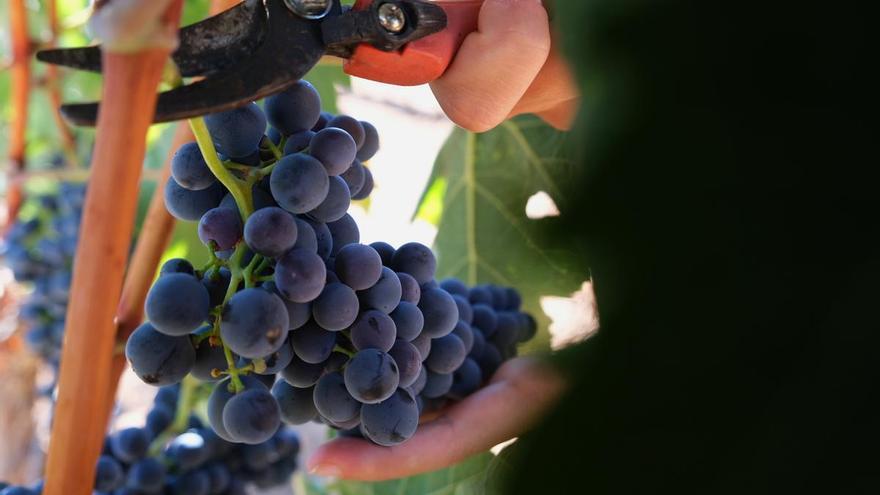 Una tarde lluviosa en las bodegas Pérez Barquero