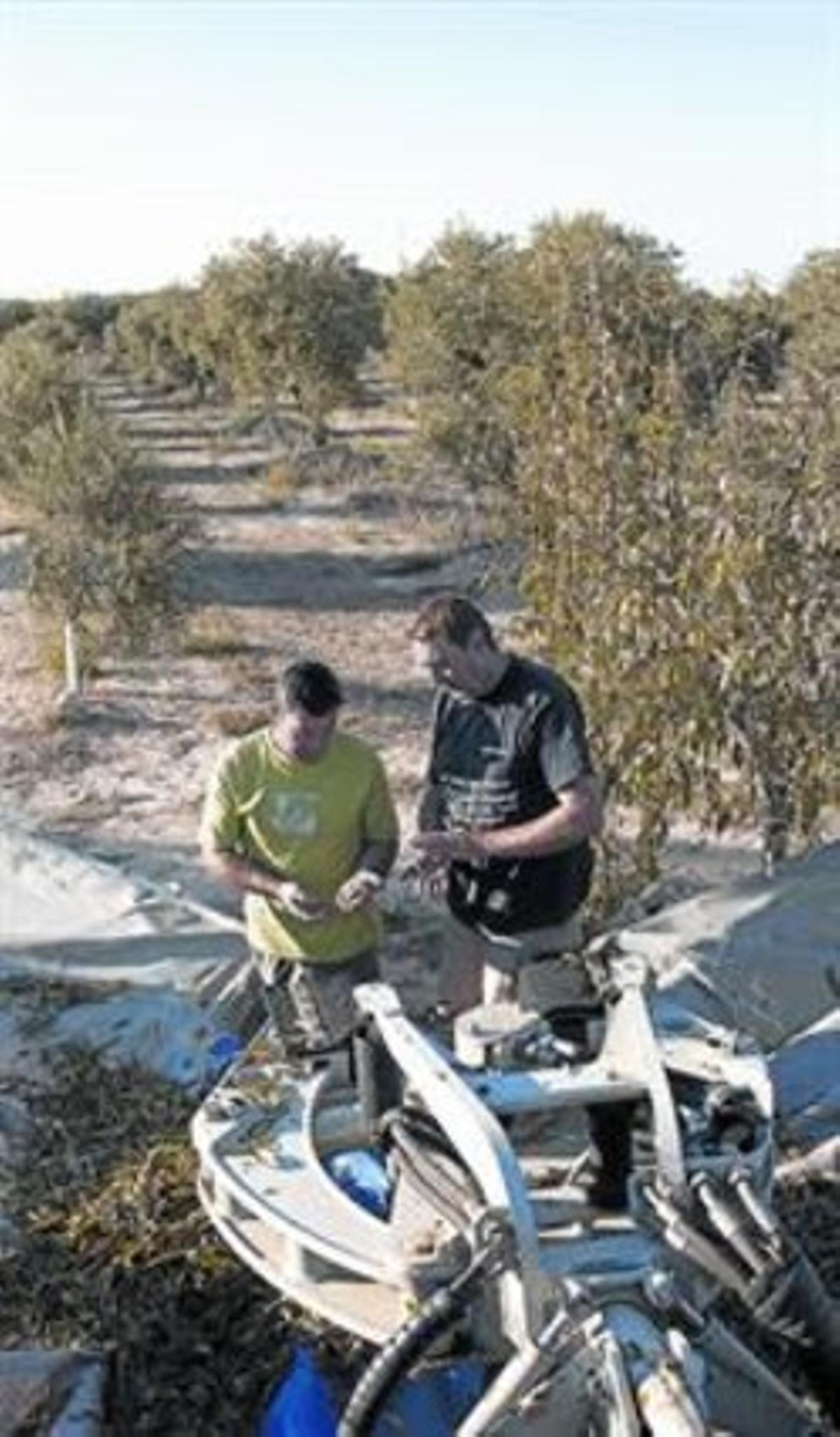 Camp 8Josep Segura i Sisko Teixidó miren la qualitat de l’ametlla.