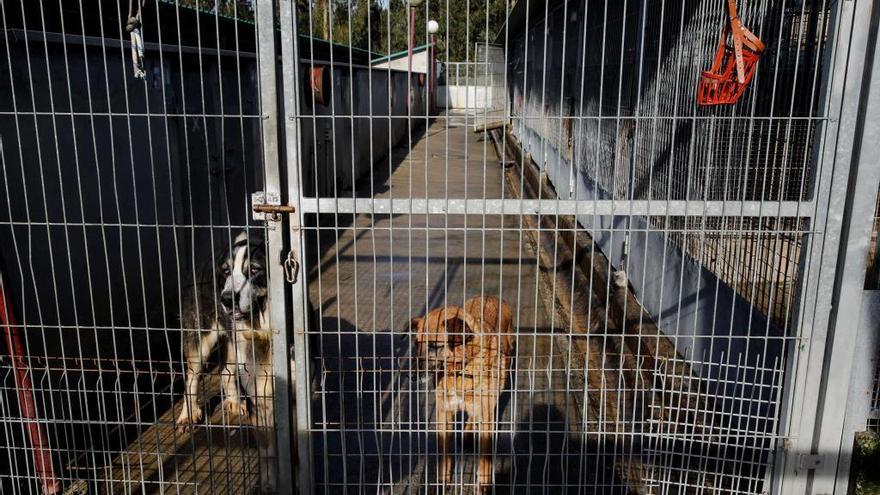 El Albergue de animales de Serín tendrá inspecciones semestrales