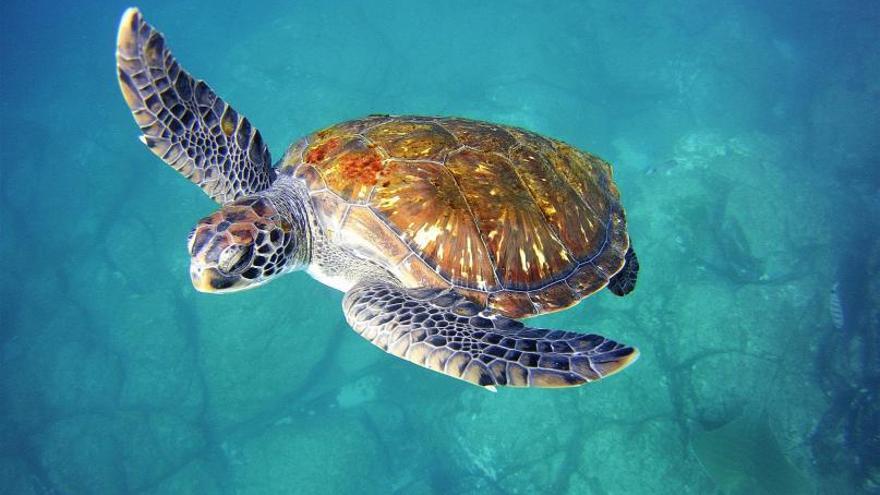 El océano de Canarias ‘capea’ el aumento de temperaturas