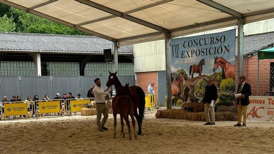 Los caballos, protagonistas en los últimos días en Cangas de Onís